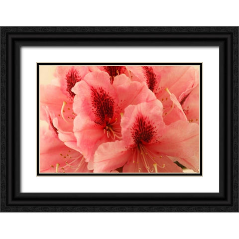 Delicate Petals I Black Ornate Wood Framed Art Print with Double Matting by Crane, Rita