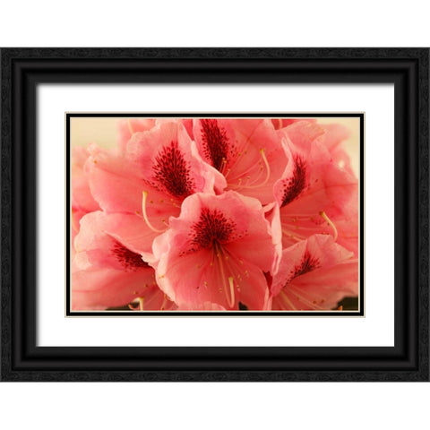 Delicate Petals II Black Ornate Wood Framed Art Print with Double Matting by Crane, Rita