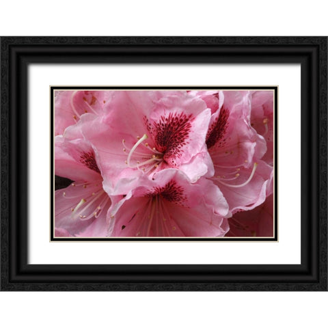 Pink Rhododendron II Black Ornate Wood Framed Art Print with Double Matting by Crane, Rita