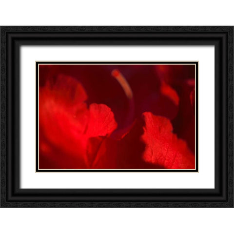 Crimson Petals I Black Ornate Wood Framed Art Print with Double Matting by Crane, Rita