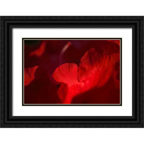 Crimson Petals II Black Ornate Wood Framed Art Print with Double Matting by Crane, Rita