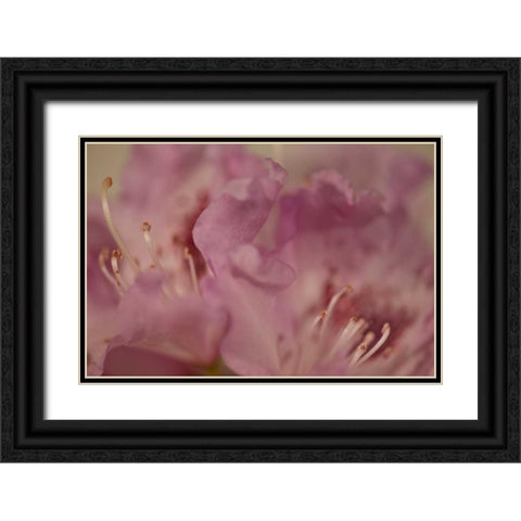 Soft Petals II Black Ornate Wood Framed Art Print with Double Matting by Crane, Rita