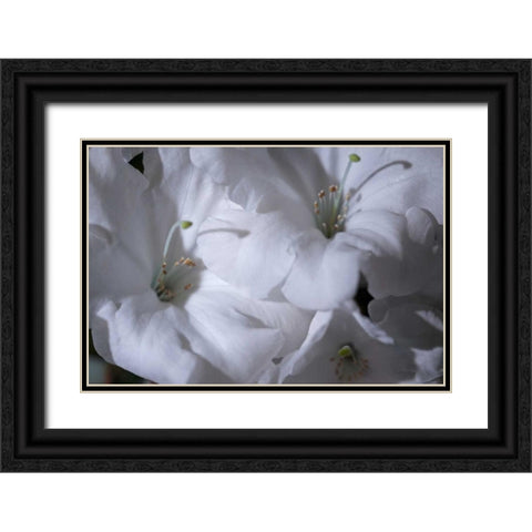 Delicate Blossoms II Black Ornate Wood Framed Art Print with Double Matting by Crane, Rita