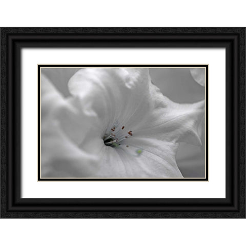 White Rhodies I Black Ornate Wood Framed Art Print with Double Matting by Crane, Rita