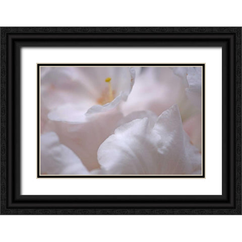 Rosy Petals I Black Ornate Wood Framed Art Print with Double Matting by Crane, Rita