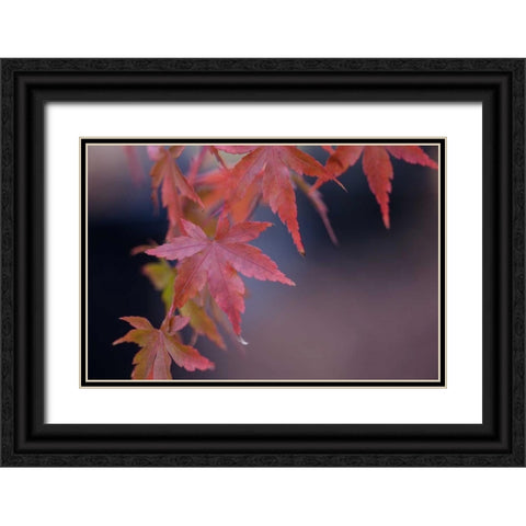 Japanese Maple I Black Ornate Wood Framed Art Print with Double Matting by Crane, Rita