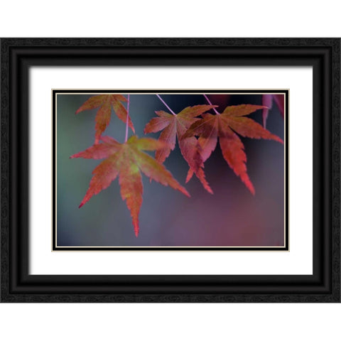 Japanese Maple II Black Ornate Wood Framed Art Print with Double Matting by Crane, Rita