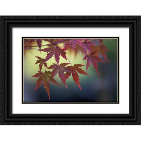 Japanese Maple III Black Ornate Wood Framed Art Print with Double Matting by Crane, Rita