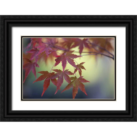 Japanese Maple IV Black Ornate Wood Framed Art Print with Double Matting by Crane, Rita