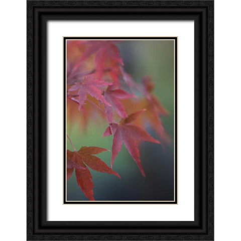 Japanese Maple V Black Ornate Wood Framed Art Print with Double Matting by Crane, Rita