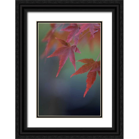 Japanese Maple VI Black Ornate Wood Framed Art Print with Double Matting by Crane, Rita