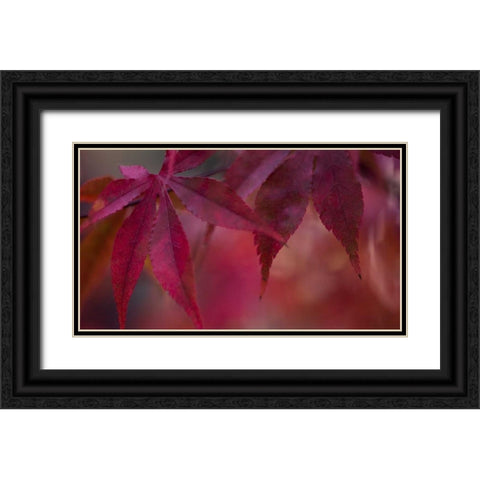 Joyful Maple II Black Ornate Wood Framed Art Print with Double Matting by Crane, Rita