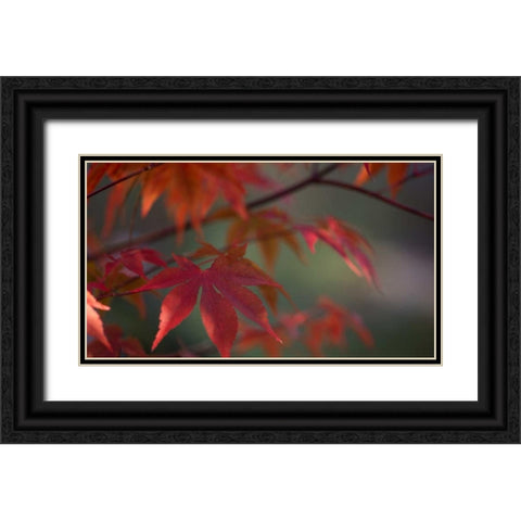 Sunlight Maple I Black Ornate Wood Framed Art Print with Double Matting by Crane, Rita