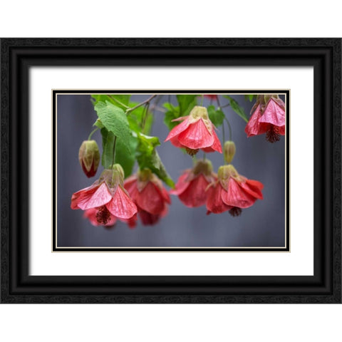 Chinese Lantern I Black Ornate Wood Framed Art Print with Double Matting by Crane, Rita