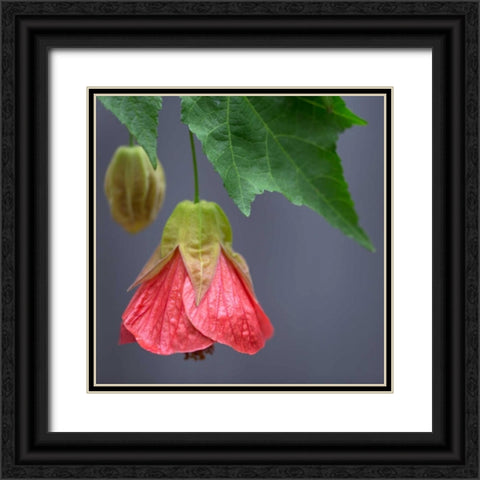 Chinese Lantern III Black Ornate Wood Framed Art Print with Double Matting by Crane, Rita
