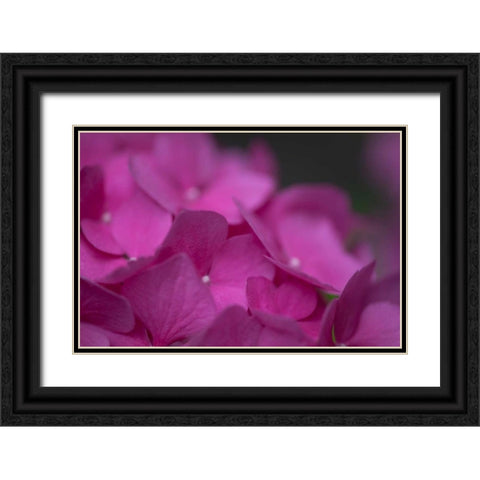 Pink Hydrangeas III Black Ornate Wood Framed Art Print with Double Matting by Crane, Rita