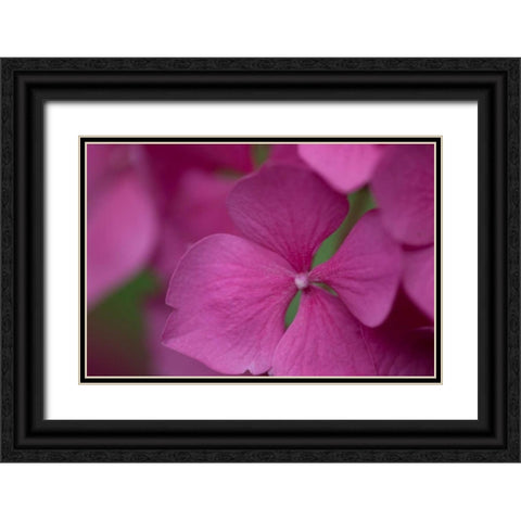Pink Hydrangeas IV Black Ornate Wood Framed Art Print with Double Matting by Crane, Rita