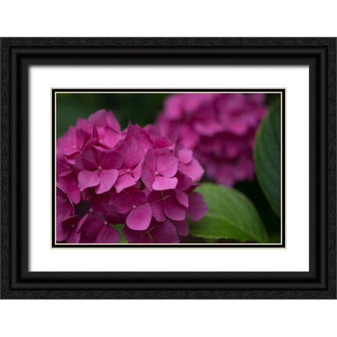 Pink Hydrangeas V Black Ornate Wood Framed Art Print with Double Matting by Crane, Rita