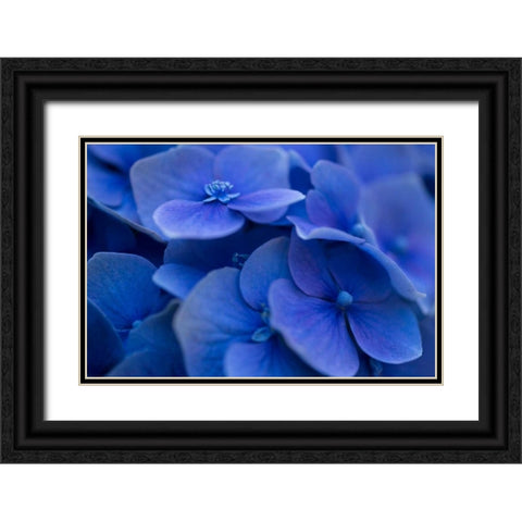 Hydrangea Blues I Black Ornate Wood Framed Art Print with Double Matting by Crane, Rita