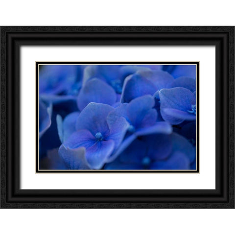 Hydrangea Blues II Black Ornate Wood Framed Art Print with Double Matting by Crane, Rita
