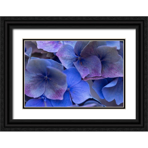 Hydrangea Blues III Black Ornate Wood Framed Art Print with Double Matting by Crane, Rita