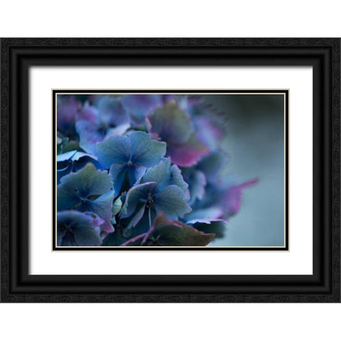 Autumn Hydrangea III Black Ornate Wood Framed Art Print with Double Matting by Crane, Rita