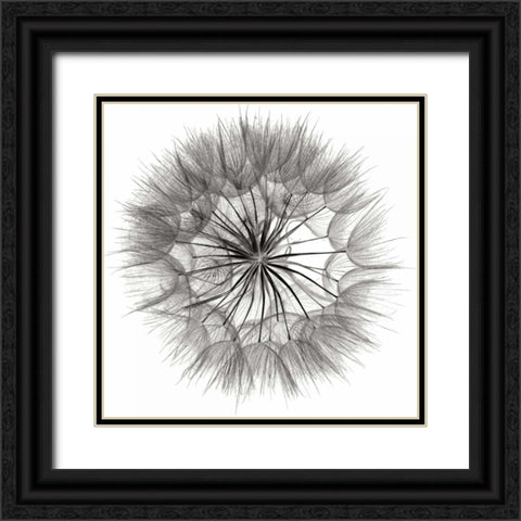 Goats Beard 4 Black Ornate Wood Framed Art Print with Double Matting by Christensen, Jim