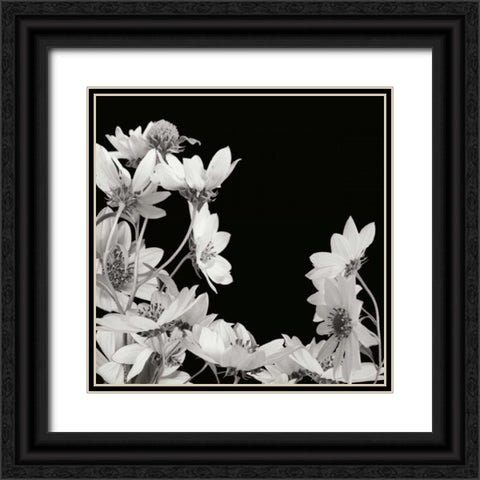 Flower Cluster 2 Black Ornate Wood Framed Art Print with Double Matting by Christensen, Jim