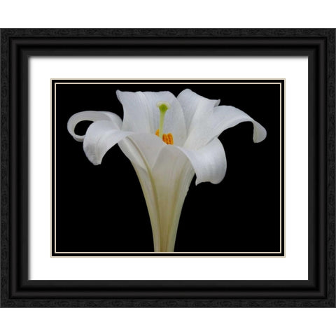 Lily on Black IV Black Ornate Wood Framed Art Print with Double Matting by Christensen, Jim