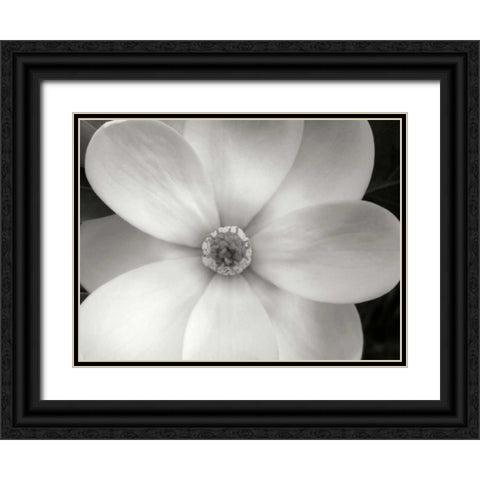 Magnolia II Black Ornate Wood Framed Art Print with Double Matting by Christensen, Jim