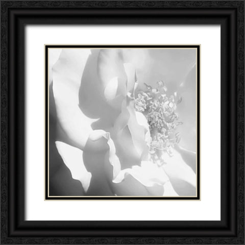 BW Rose Sq I Black Ornate Wood Framed Art Print with Double Matting by Hausenflock, Alan