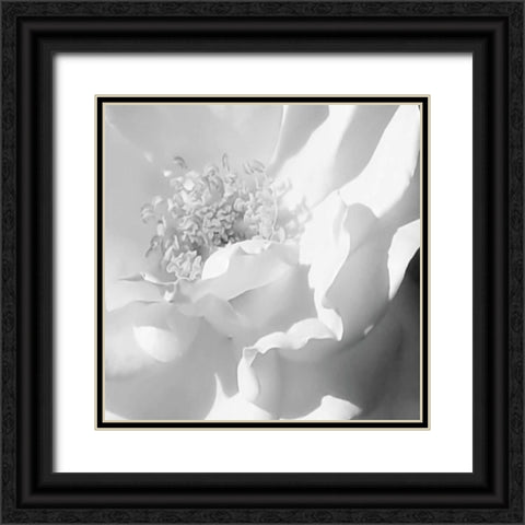 BW Rose Sq II Black Ornate Wood Framed Art Print with Double Matting by Hausenflock, Alan