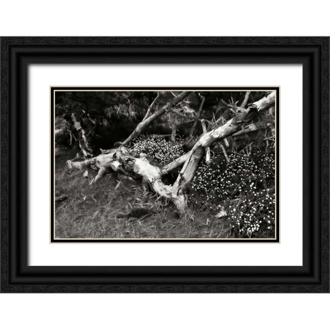 Fallen Cypress I Black Ornate Wood Framed Art Print with Double Matting by Hausenflock, Alan
