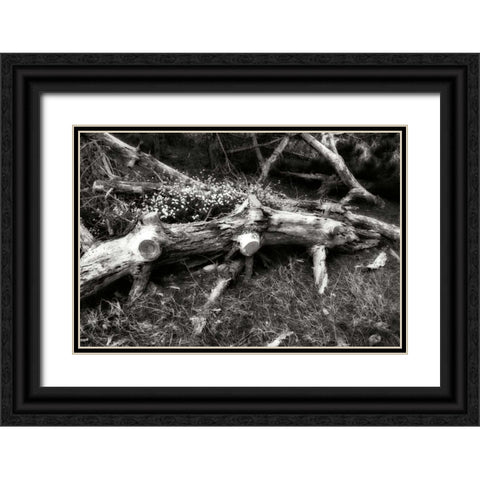 Fallen Cypress II Black Ornate Wood Framed Art Print with Double Matting by Hausenflock, Alan