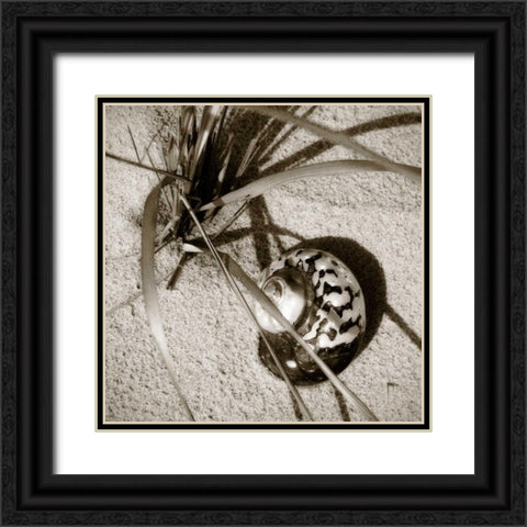 Seashells II Black Ornate Wood Framed Art Print with Double Matting by Hausenflock, Alan