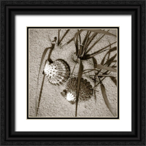 Seashells IV Black Ornate Wood Framed Art Print with Double Matting by Hausenflock, Alan
