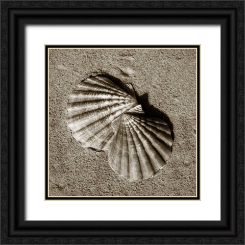 Seashells V Black Ornate Wood Framed Art Print with Double Matting by Hausenflock, Alan