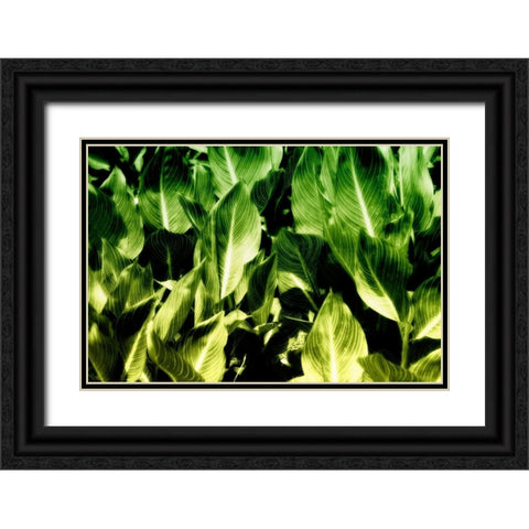 Tropical Foliage I Black Ornate Wood Framed Art Print with Double Matting by Hausenflock, Alan