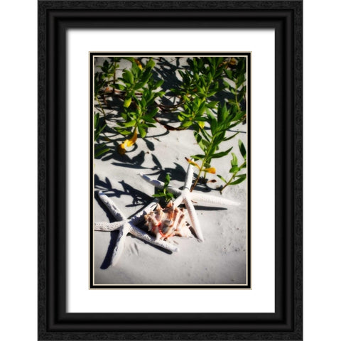 Shells by the Sea III Black Ornate Wood Framed Art Print with Double Matting by Hausenflock, Alan