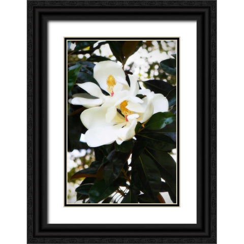Fragrant Flower II Black Ornate Wood Framed Art Print with Double Matting by Hausenflock, Alan