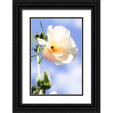 Hibiscus II Black Ornate Wood Framed Art Print with Double Matting by Hausenflock, Alan