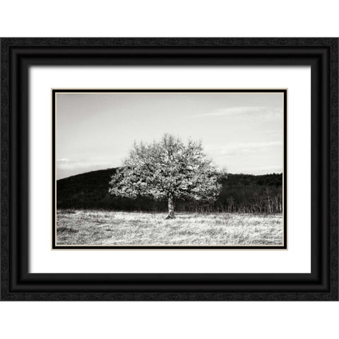 Winter Tree I Black Ornate Wood Framed Art Print with Double Matting by Hausenflock, Alan