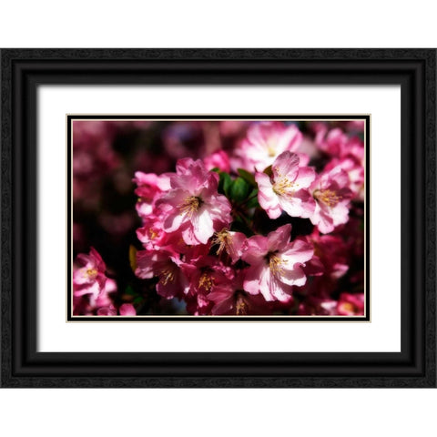 Cherry Blossoms I Black Ornate Wood Framed Art Print with Double Matting by Hausenflock, Alan