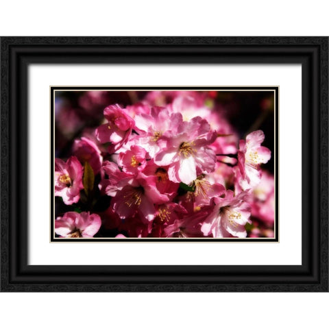Cherry Blossoms II Black Ornate Wood Framed Art Print with Double Matting by Hausenflock, Alan