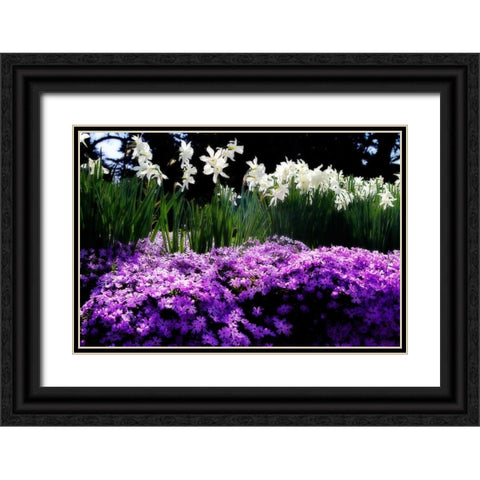 Spring Daffodils II Black Ornate Wood Framed Art Print with Double Matting by Hausenflock, Alan