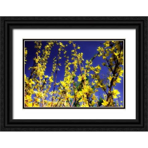 Spring Show III Black Ornate Wood Framed Art Print with Double Matting by Hausenflock, Alan