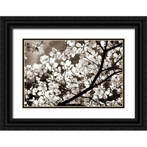 Blossoms II Black Ornate Wood Framed Art Print with Double Matting by Hausenflock, Alan