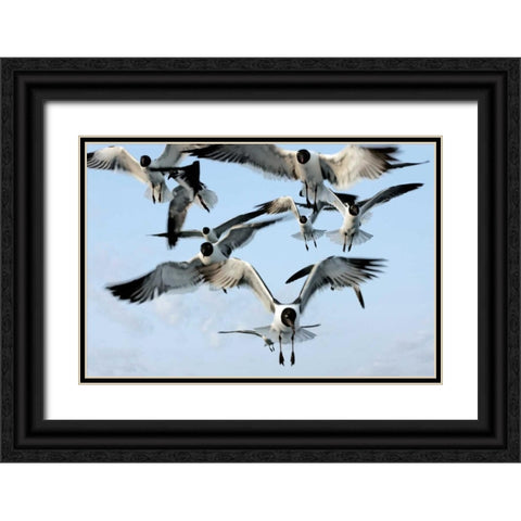 Gulls II Black Ornate Wood Framed Art Print with Double Matting by Hausenflock, Alan