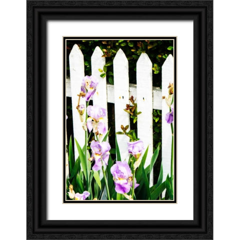 Iris on a Fence Black Ornate Wood Framed Art Print with Double Matting by Hausenflock, Alan