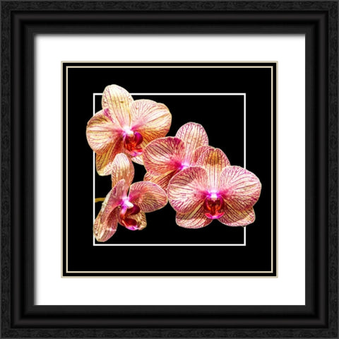 Orchids on Black I Black Ornate Wood Framed Art Print with Double Matting by Hausenflock, Alan
